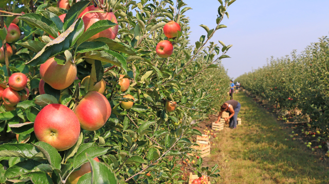 produce season
